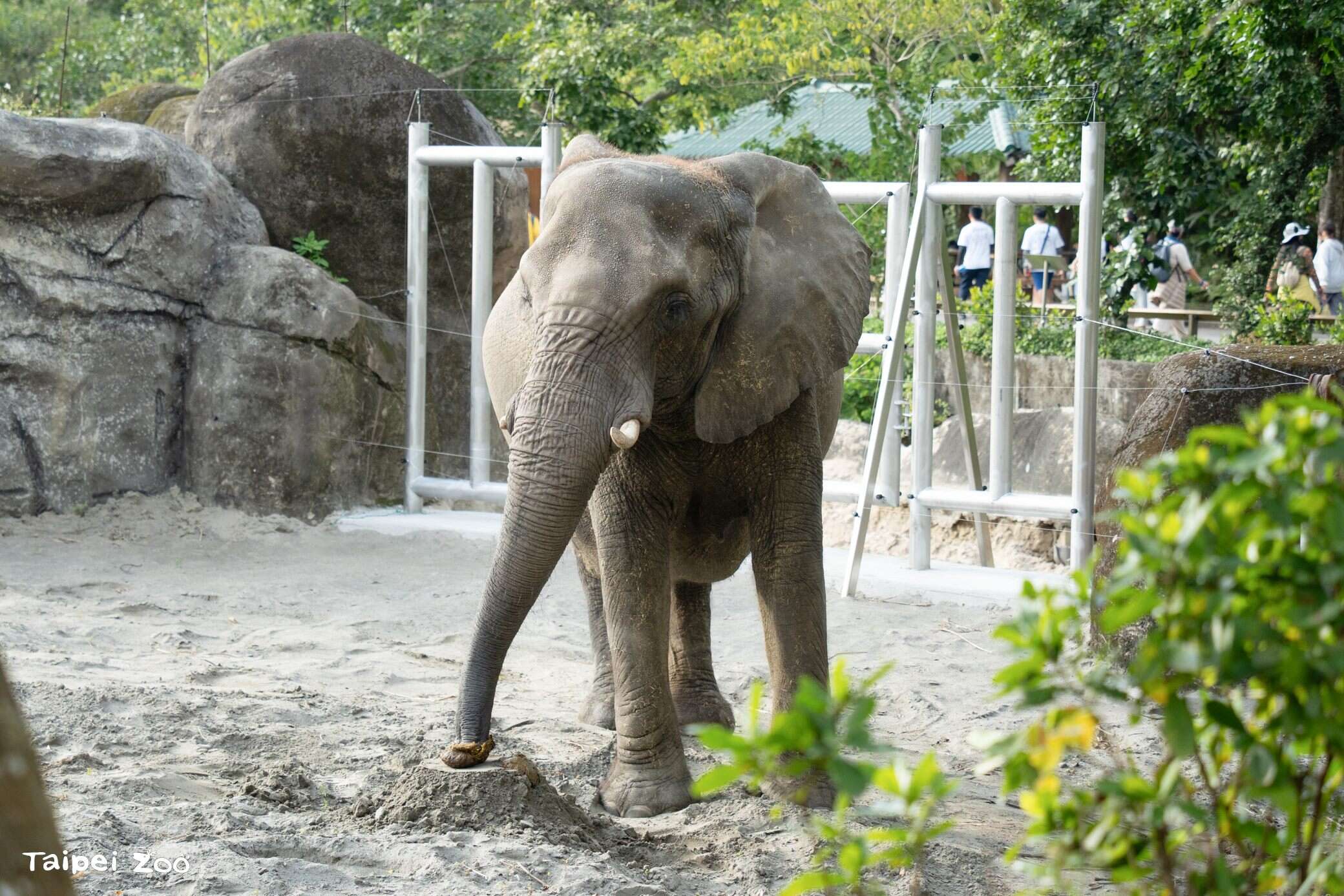 Getting to Know Each Other by Scent: Taipei Zoo's