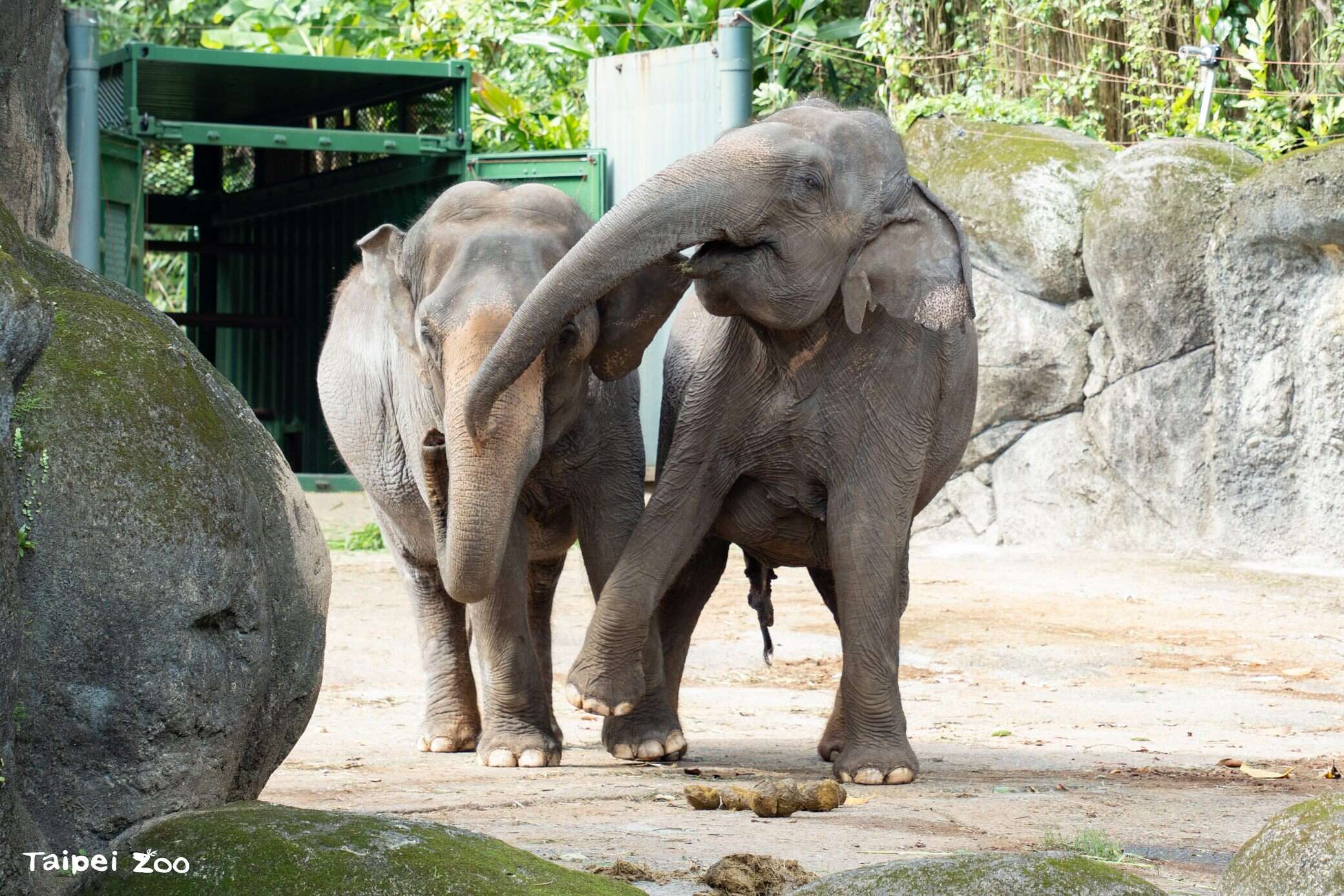 Getting to Know Each Other by Scent: Taipei Zoo's