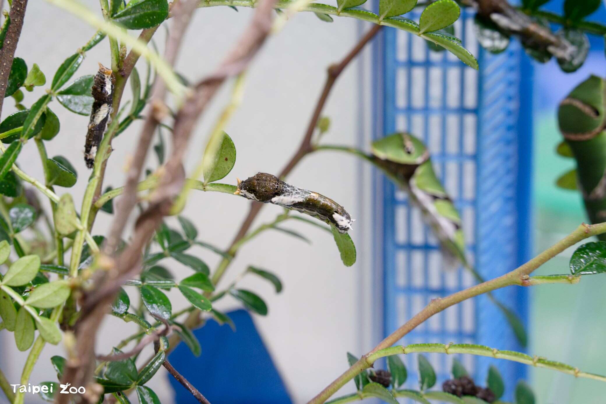 玉帶鳳蝶的前幾齡幼蟲偽裝成鳥糞的外觀。（圖片來源：臺北市立動物園）