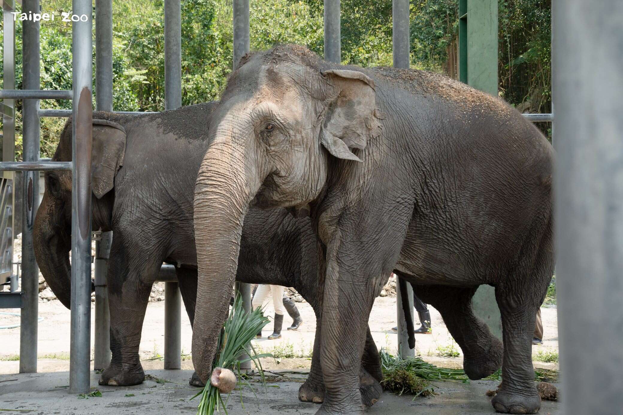 亞洲象「友愷」抵達非洲動物區後和「友信」會合，不時鳴叫、觸碰象鼻溝通。（圖片來源：臺北市立動物園）