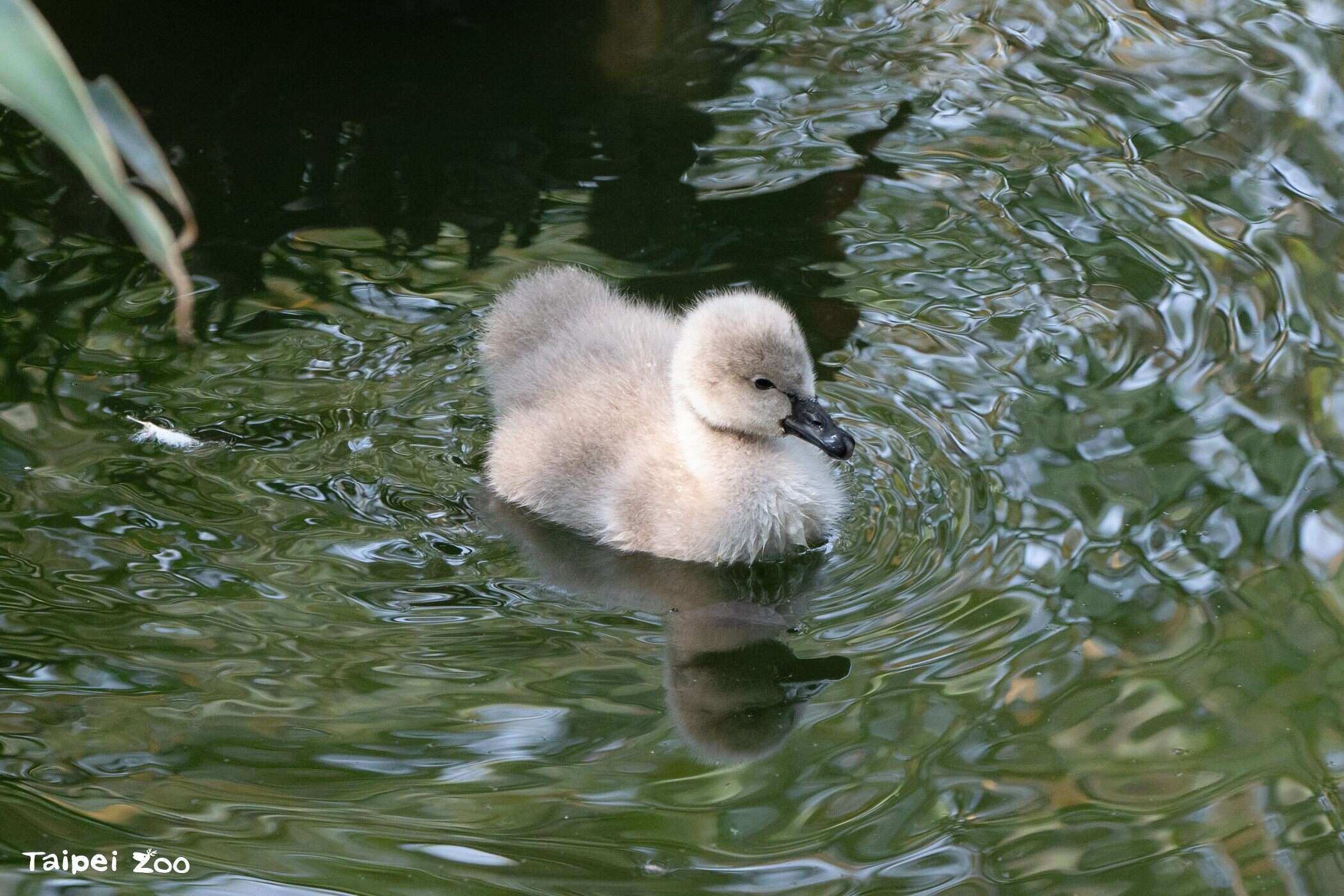 Black Swan Chicks Being Raised in the Tropical Rai