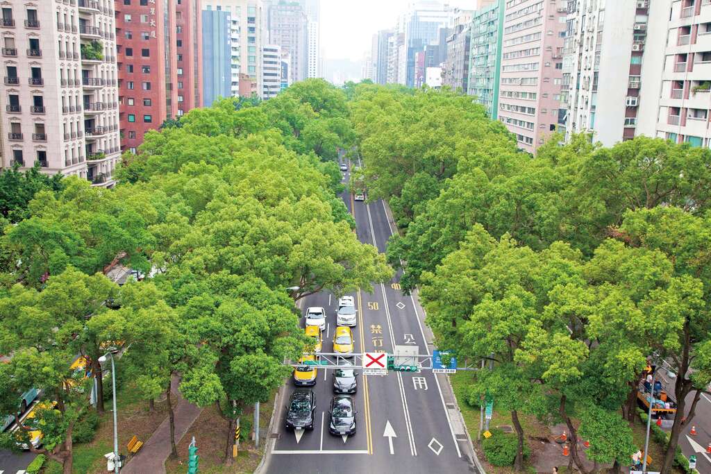 圖2.仁愛路的林蔭大道就像一條綠色的織布手環