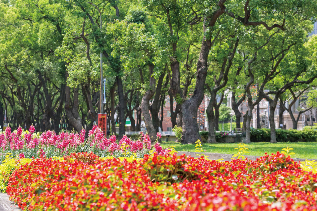 圖3.仁愛路林蔭大道呈現多元的複層栽植生態