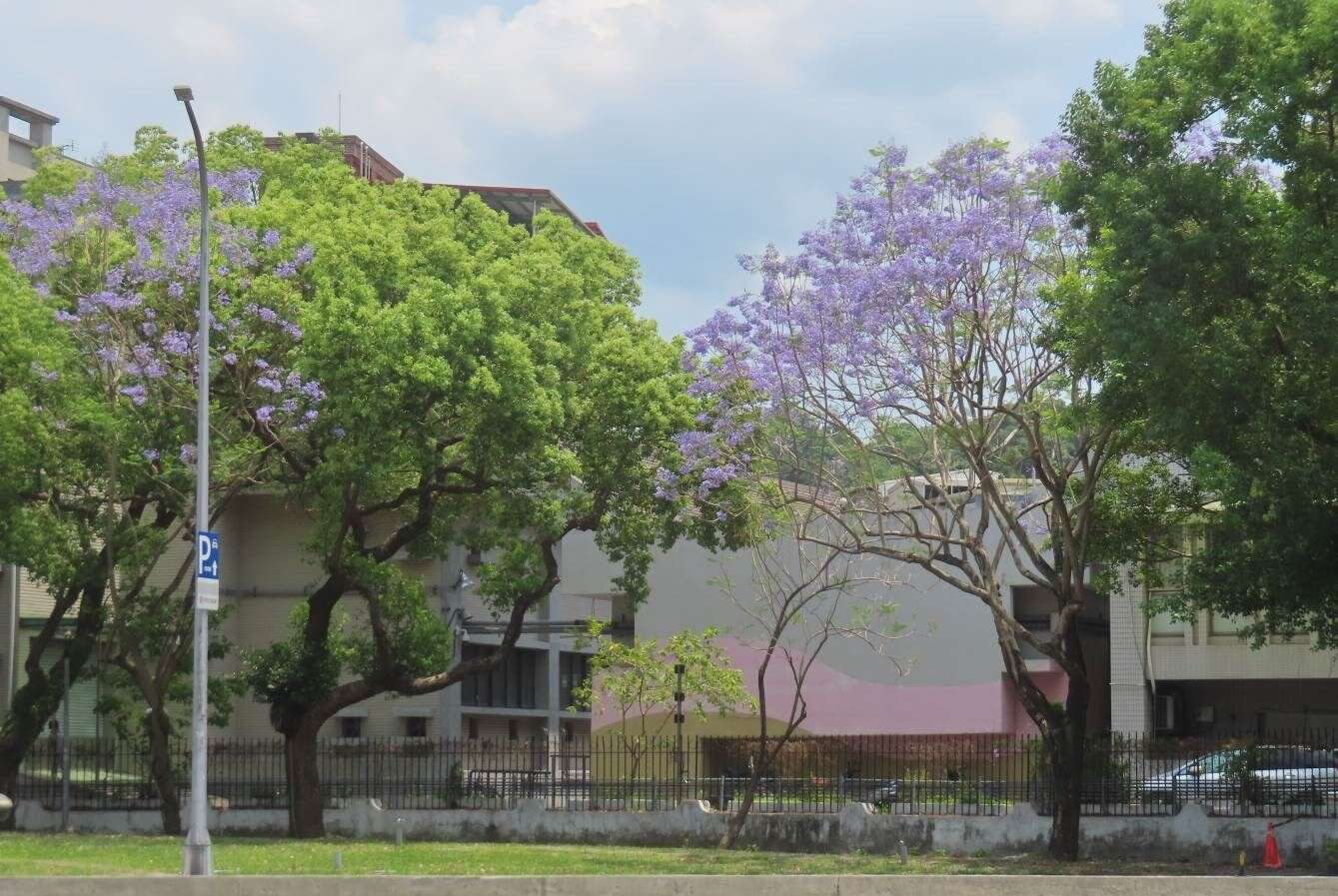 天母浪漫亭藍花楹盛開美景。（圖片來源：臺北市政府工務局公園路燈工程管理處）