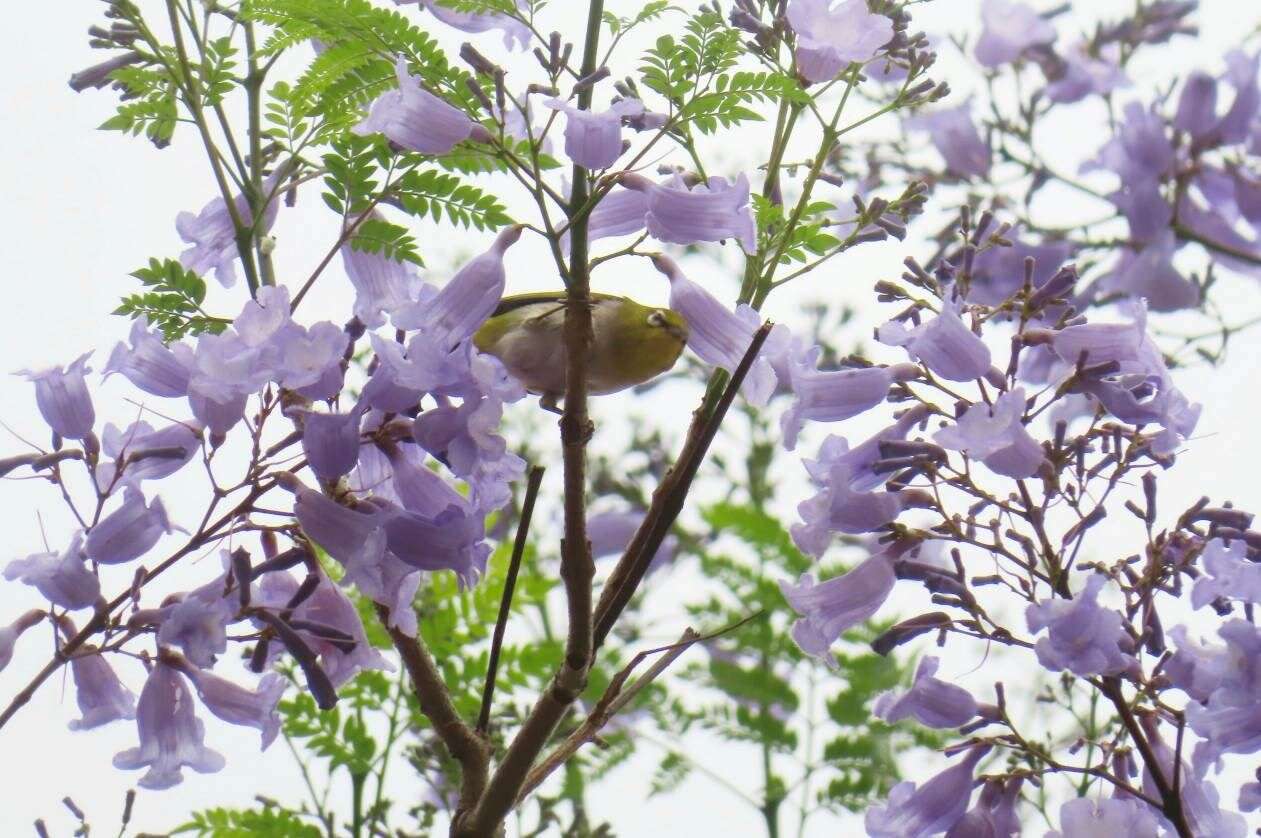 天母浪漫亭藍花楹蟲鳥訪花-可愛的綠繡眼（圖片來源：臺北市政府工務局公園路燈工程管理處）