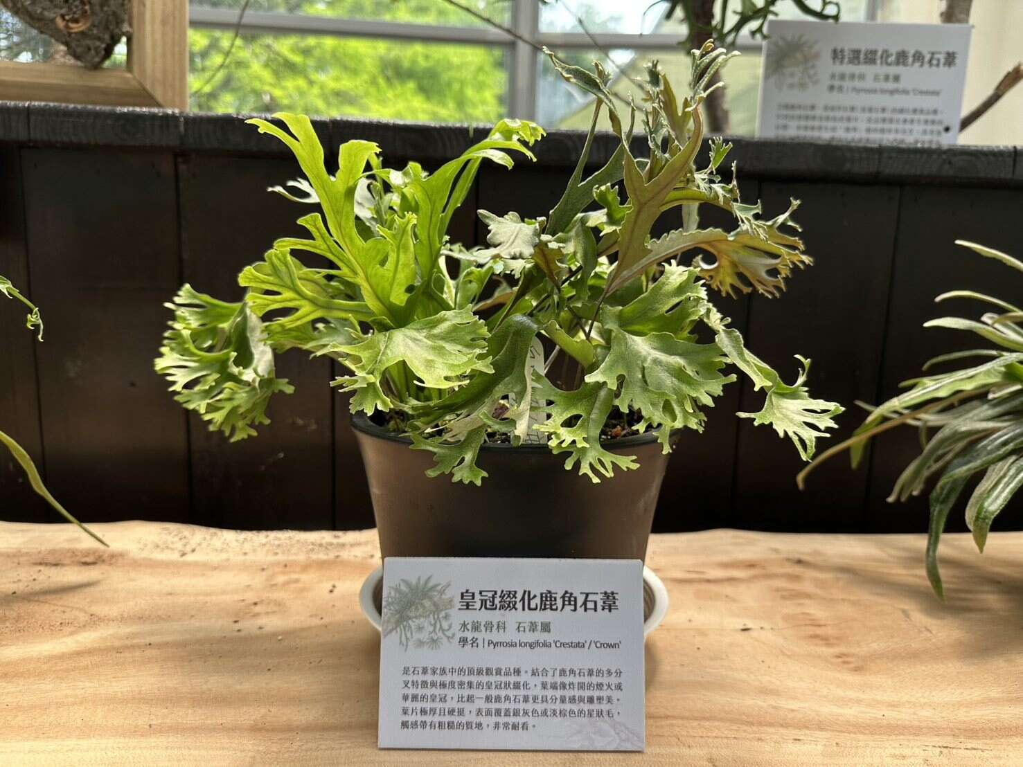 「皇冠級化鹿角石蕨」結合了鹿角石蕨的多分叉特性，葉端像華麗的皇冠，有雕塑之美（圖片來源：臺北市政府工務局公園路燈工程管理處）