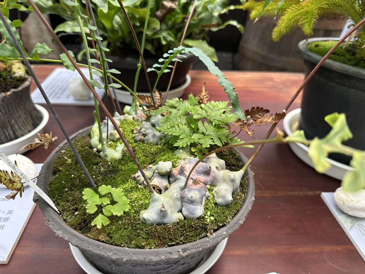 「藍鐵蕨」擁有藍綠至銀灰色塊莖與宛如果凍生物的外型，並有與螞蟻共生的特性（圖片來源：臺北市政府工務局公園路燈工程管理處）
