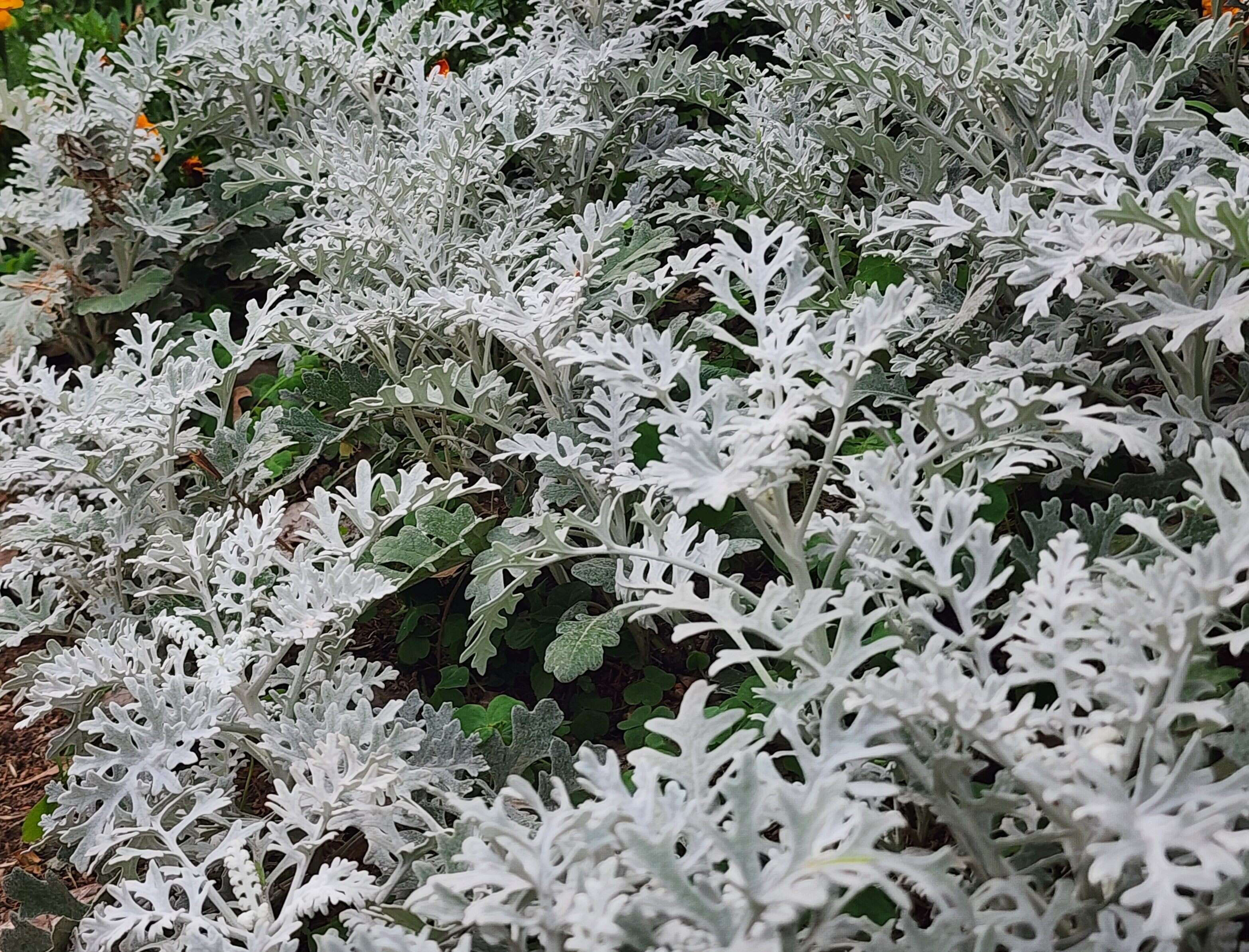 銀葉菊以細緻銀白葉片鋪陳景觀基底，提升整體綠美化質感（圖片來源：臺北市政府工務局公園路燈工程管理處）