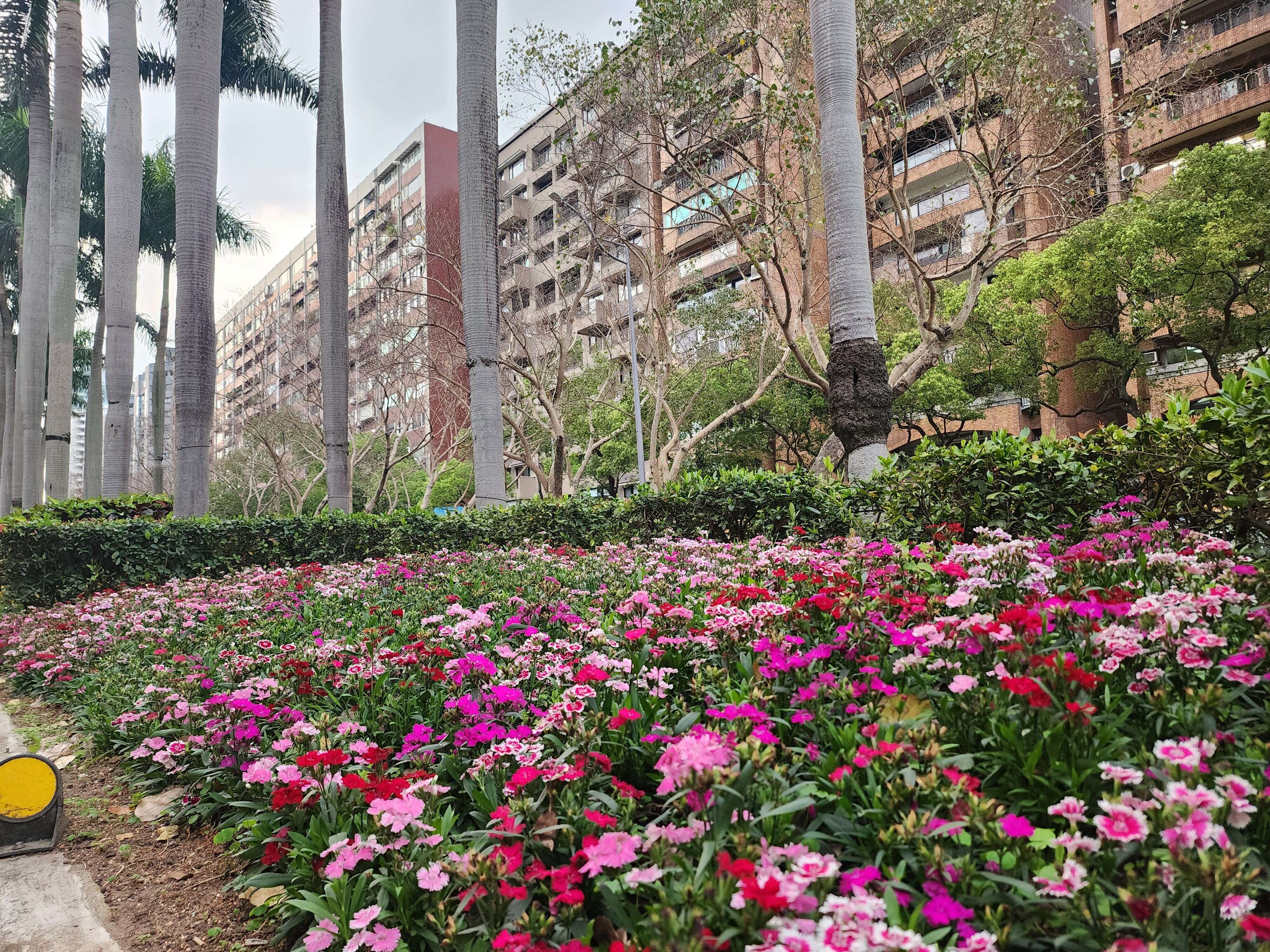 五彩石竹點綴景觀空間，提升道路綠美化整體視覺亮度（圖片來源：臺北市政府工務局公園路燈工程管理處）