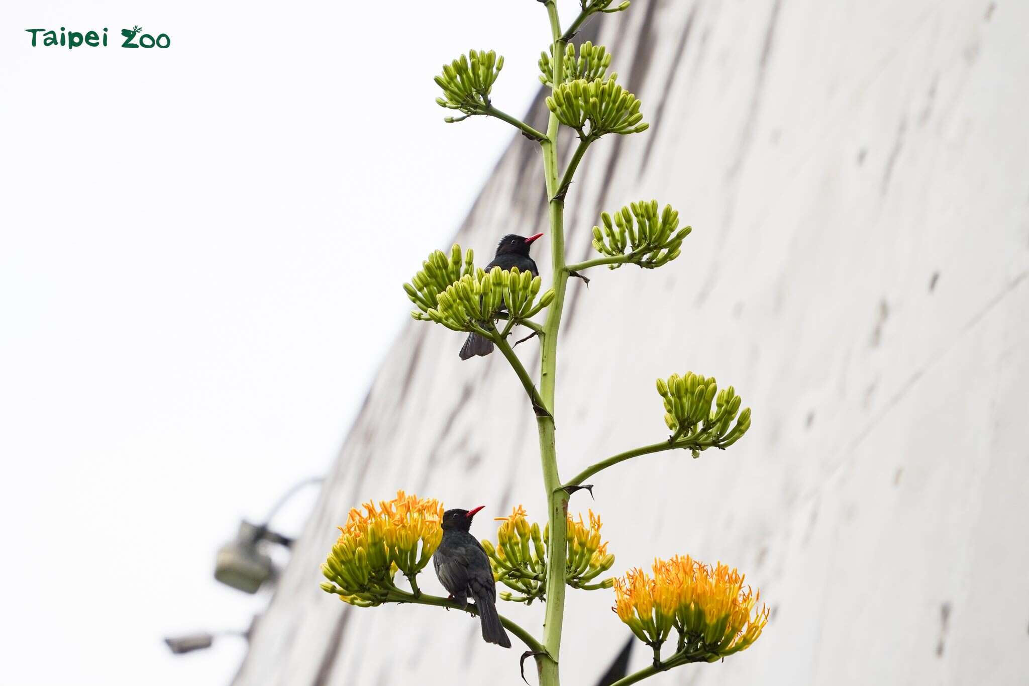 本物の巨大な花茎「リュウゼツラン」が華やかに開花中