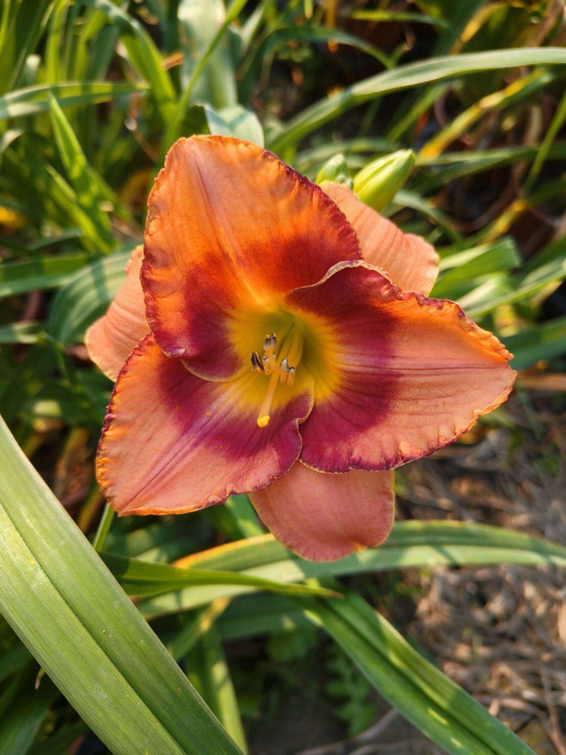 士林官邸でワスレグサをゆっくり鑑賞しませんか