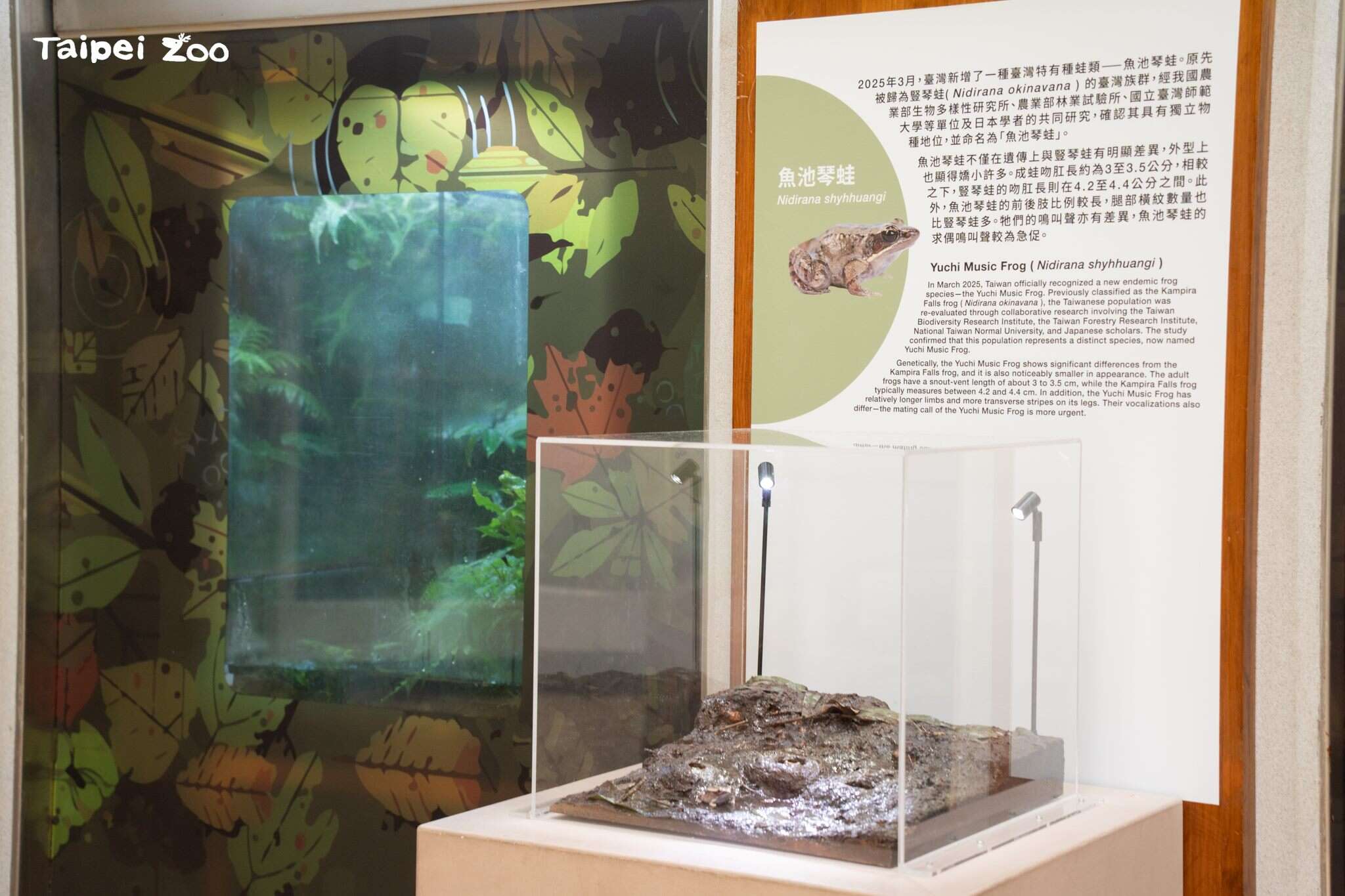 到動物園兩棲爬蟲動物館參觀，說不定還有機會聽到魚池琴蛙登登登登登如同撥動琴弦般的特殊蛙鳴！（圖片來源：臺北市立動物園）