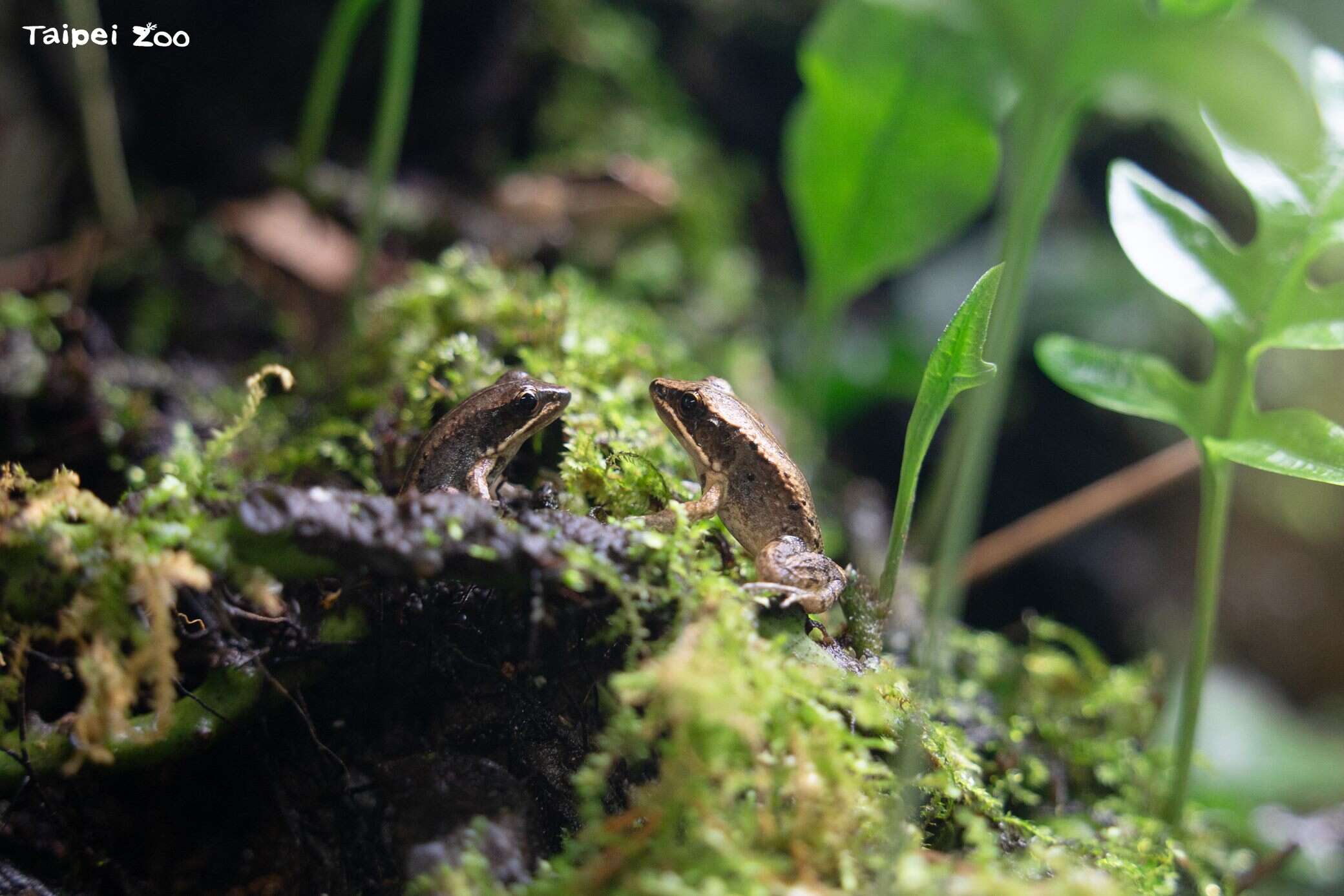 每年4月28日是全球性的拯救青蛙日（Save The Frogs Day），旨在呼籲全球重視兩棲類動物的滅絕危機。（圖片來源：臺北市立動物園）