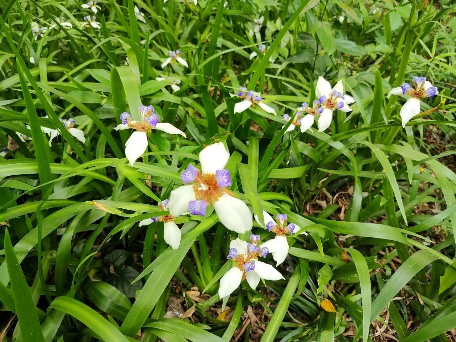 蘭雅1號公園巴西鳶尾近照。（圖片來源：臺北市政府工務局公園路燈工程管理處）