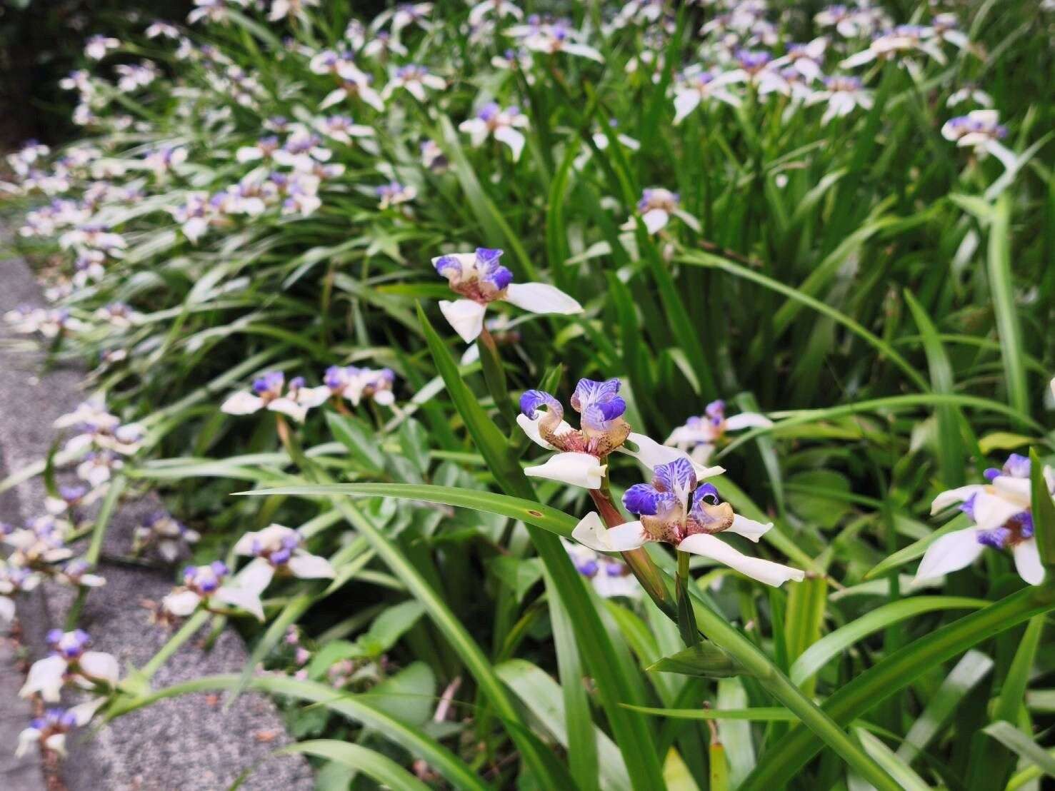 A Dreamy Purple-and-White Carpet —Brazilian Iris B