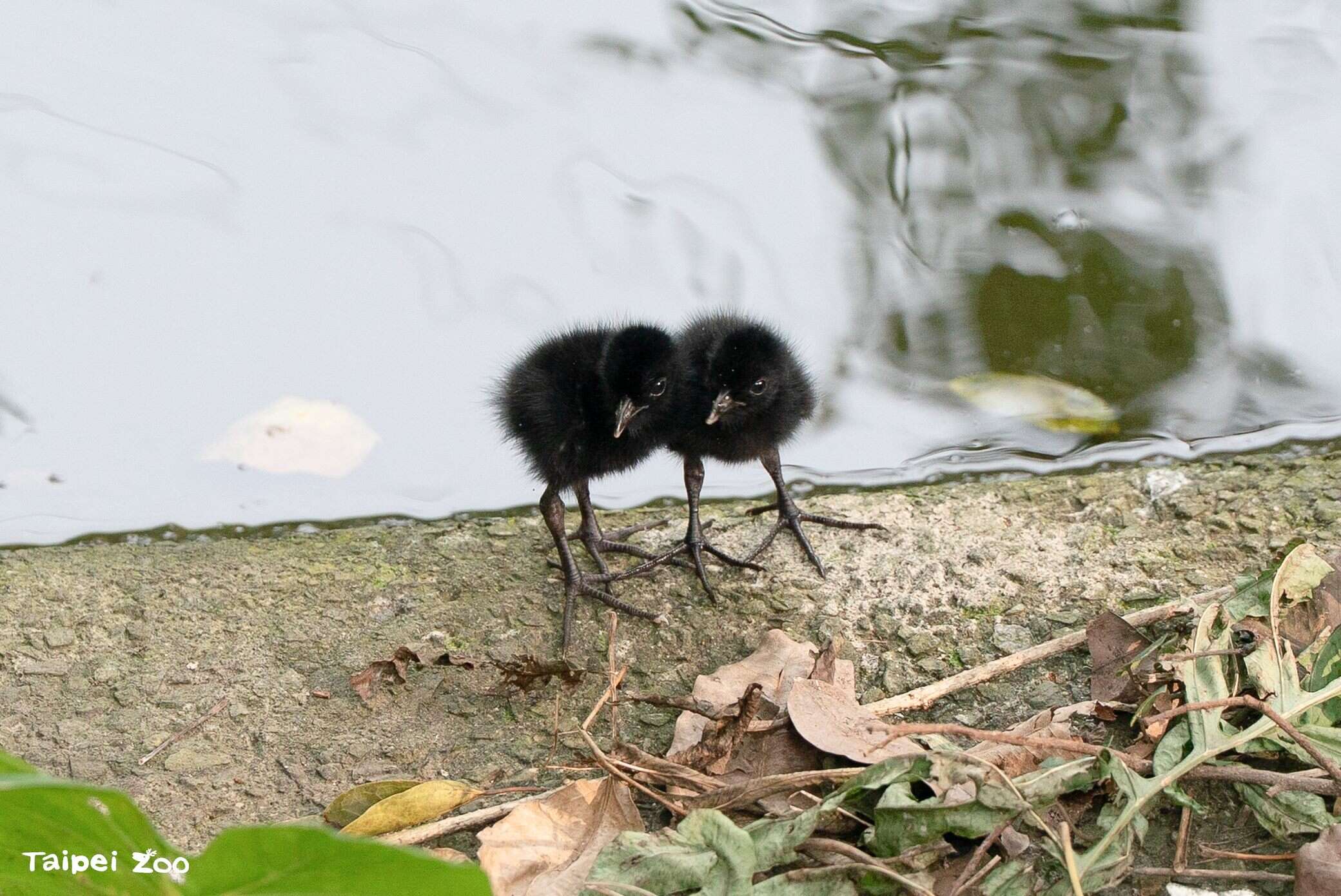 Bird News Keeps Coming at Taipei Zoo: Baby Birds A