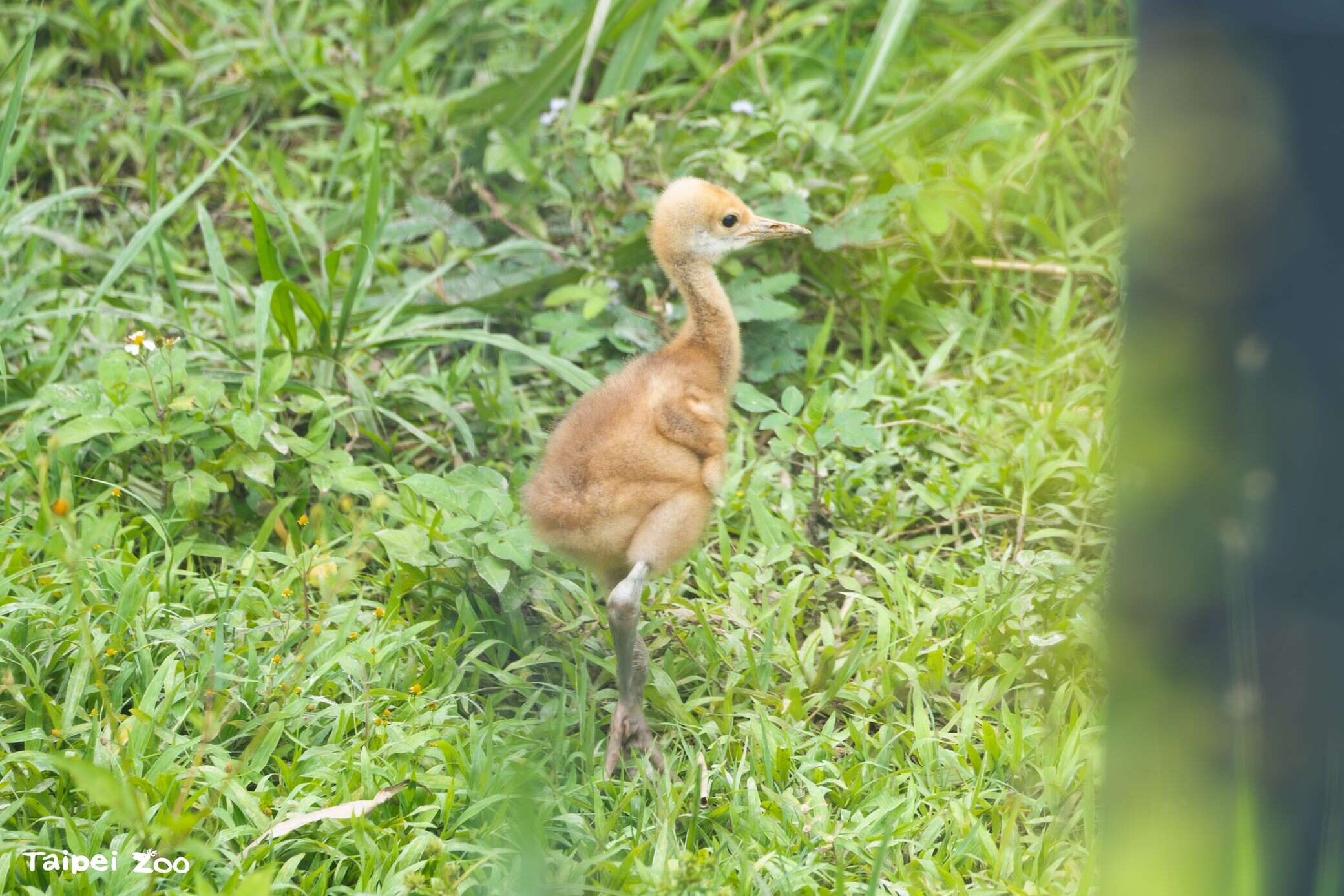 Bird News Keeps Coming at Taipei Zoo: Baby Birds A