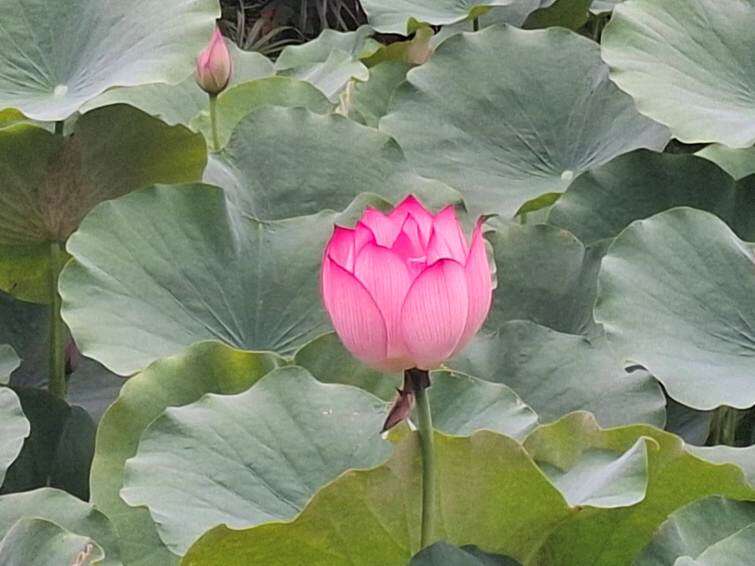 夏荷盛開美景（圖片來源：臺北市政府工務局公園路燈工程管理處）