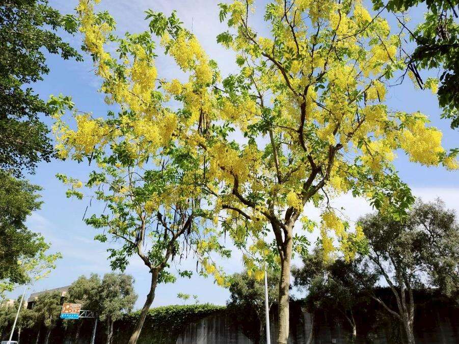上塔悠及下塔悠公園花串隨風搖曳,金黃色花海沿著道路綿延（圖片來源：臺北市政府工務局公園路燈工程管理處）