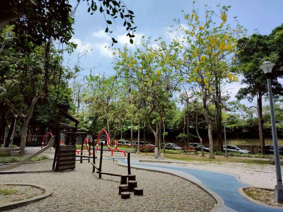 克強公園滿樹金黃與遍地花影交織而成的夏日風景（圖片來源：臺北市政府工務局公園路燈工程管理處）