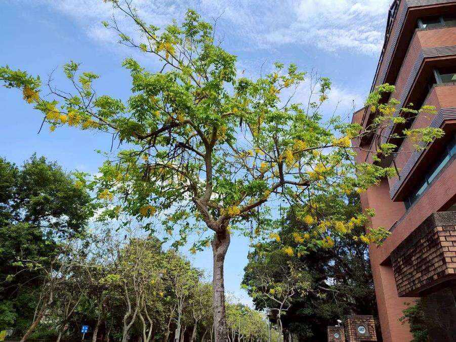 長興街阿勃勒金黃與遍地花影交織而成的夏日風景（圖片來源：臺北市政府工務局公園路燈工程管理處）