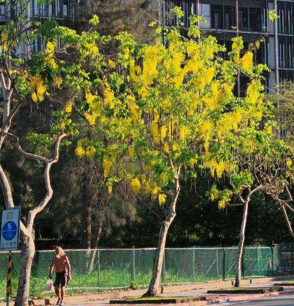 福林路阿勃勒金黃與遍地花影交織而成的夏日風景（圖片來源：臺北市政府工務局公園路燈工程管理處）