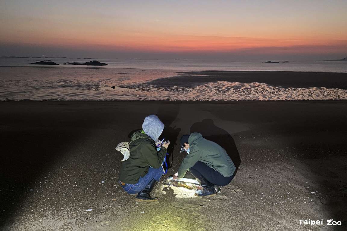 調查歐亞水獺排遺的採集工作需趕在清晨進行，蒐集新鮮的排遺樣本。（圖片來源：臺北市立動物園）