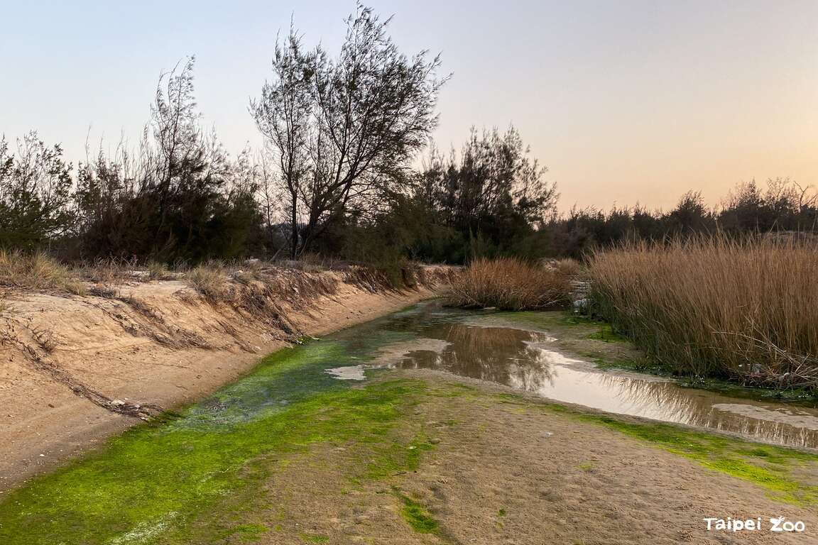 金門的溪流沿岸、湖庫、水利設施等都是水獺生活利用的環境。（圖片來源：臺北市立動物園）