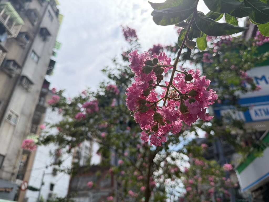 貴陽街桃粉色紫薇風情形塑浪漫（圖片來源：臺北市政府工務局公園路燈工程管理處）