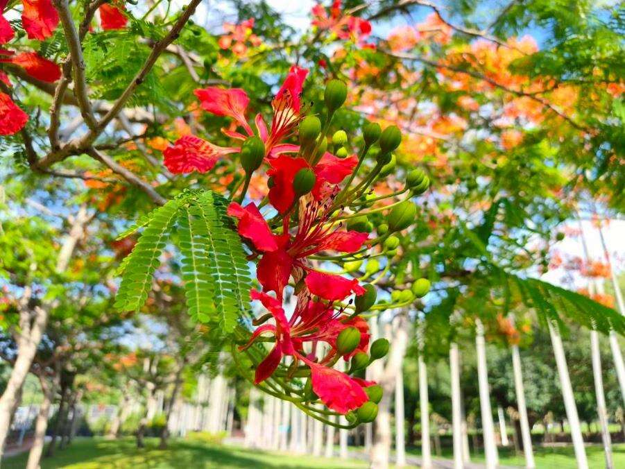 士林官邸公園鳳凰木火紅花朵（圖片來源：臺北市政府工務局公園路燈工程管理處）