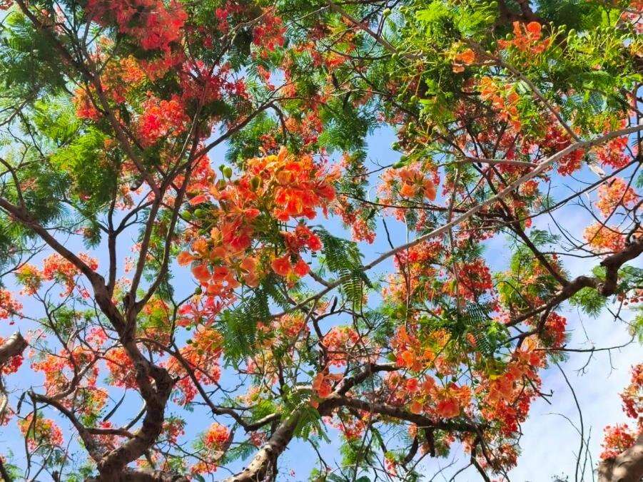 鳳凰木花朵盛開時,枝頭仿佛燃起一片片紅雲,不僅展現夏季旺盛生命力,也象徵年輕學子即將展翅高飛、邁向人生下一段旅程（圖片來源：臺北市政府工務局公園路燈工程管理處）