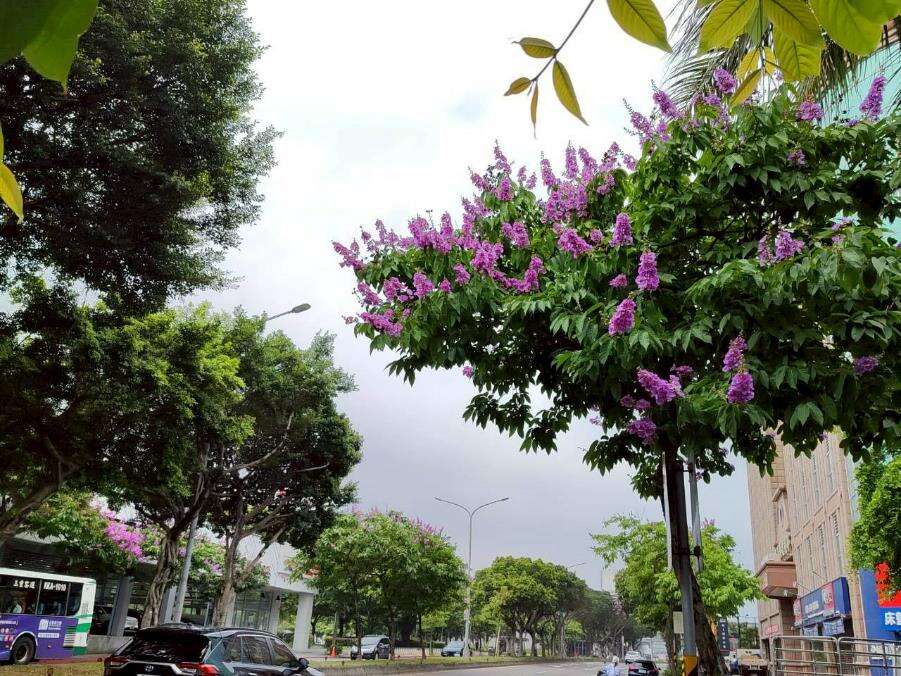 民权东路大花紫薇枝头绽放,一簇簇粉紫色花朵如云似霞景（图片来源：台北市政府工务局公园路灯工程管理处）