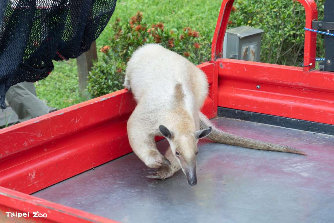 Southern Tamandua ''Hei Niu'' Located After Strolling Along Perimeter Road