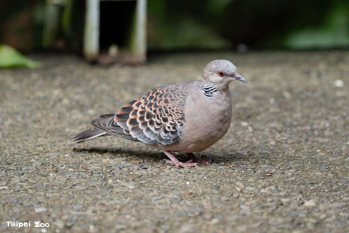 International Day for Biological Diversity: Urban