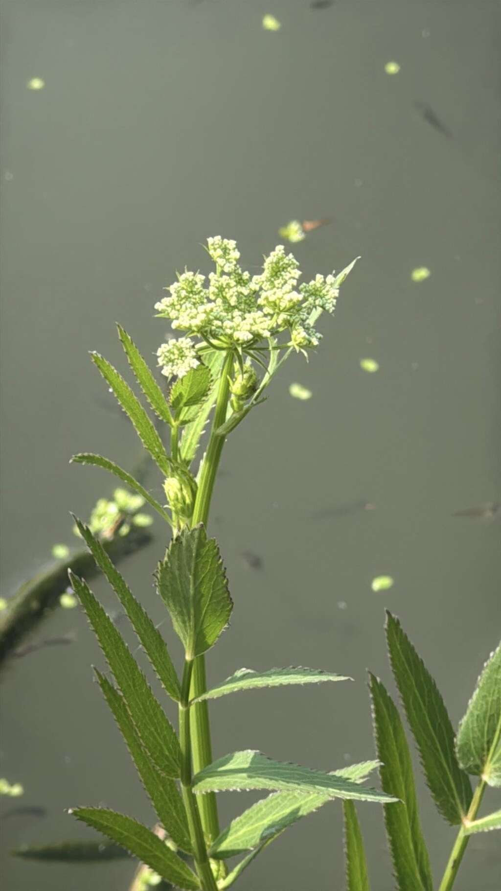 細葉零餘子為瀕危等級達「極危(CR)」之原生植物（圖片來源：臺北市政府工務局公園路燈工程管理處）