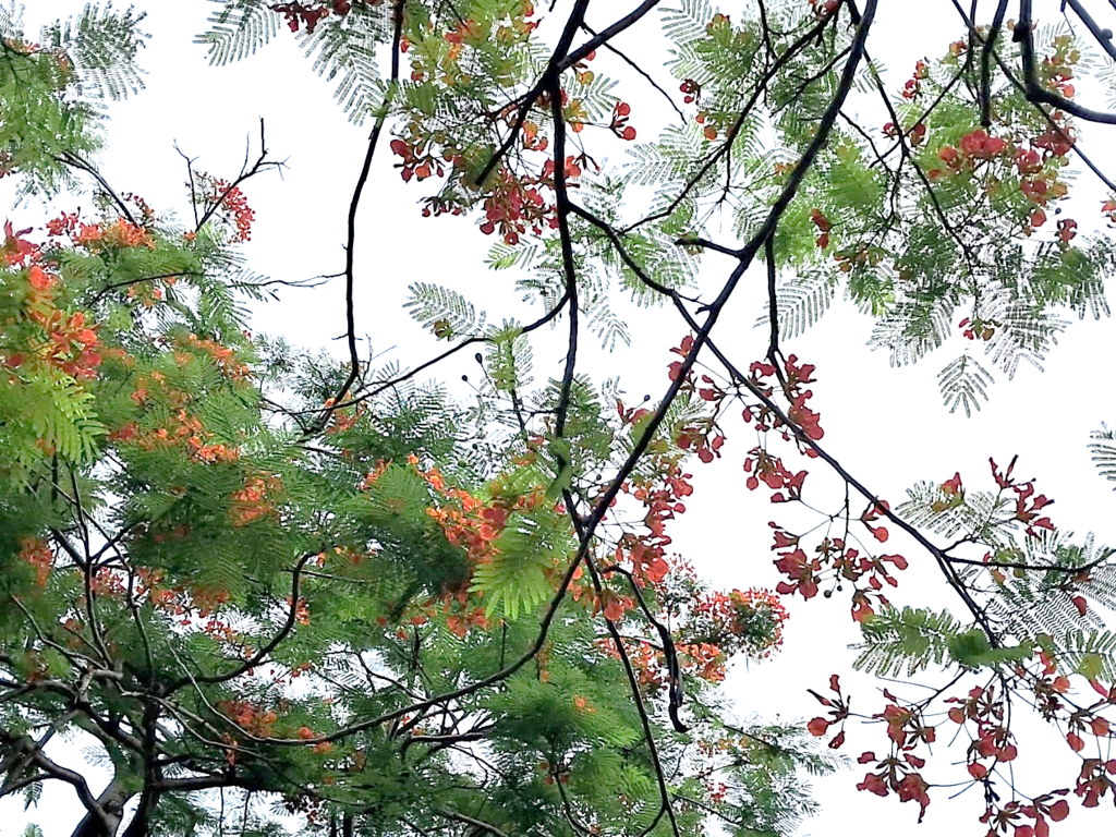 鳳凰木火花朵（圖片來源：臺北市政府工務局公園路燈工程管理處）