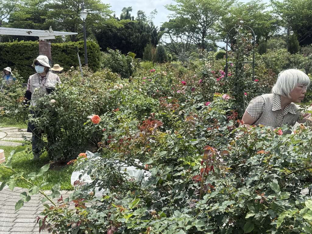 在艳阳下,玫瑰园志工辛勤修整枝条的身影（图片来源：台北市政府工务局公园路灯工程管理处）