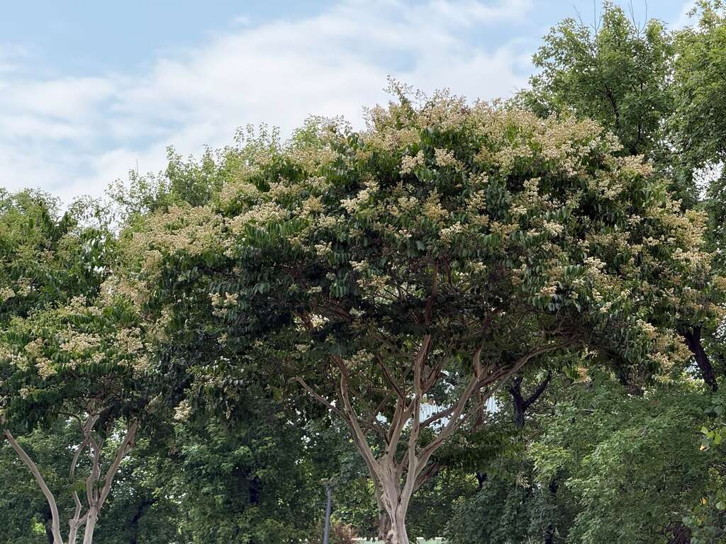九芎開花時滿樹雪白,同時也是重要的蜜源植物（圖片來源：臺北市政府工務局公園路燈工程管理處）