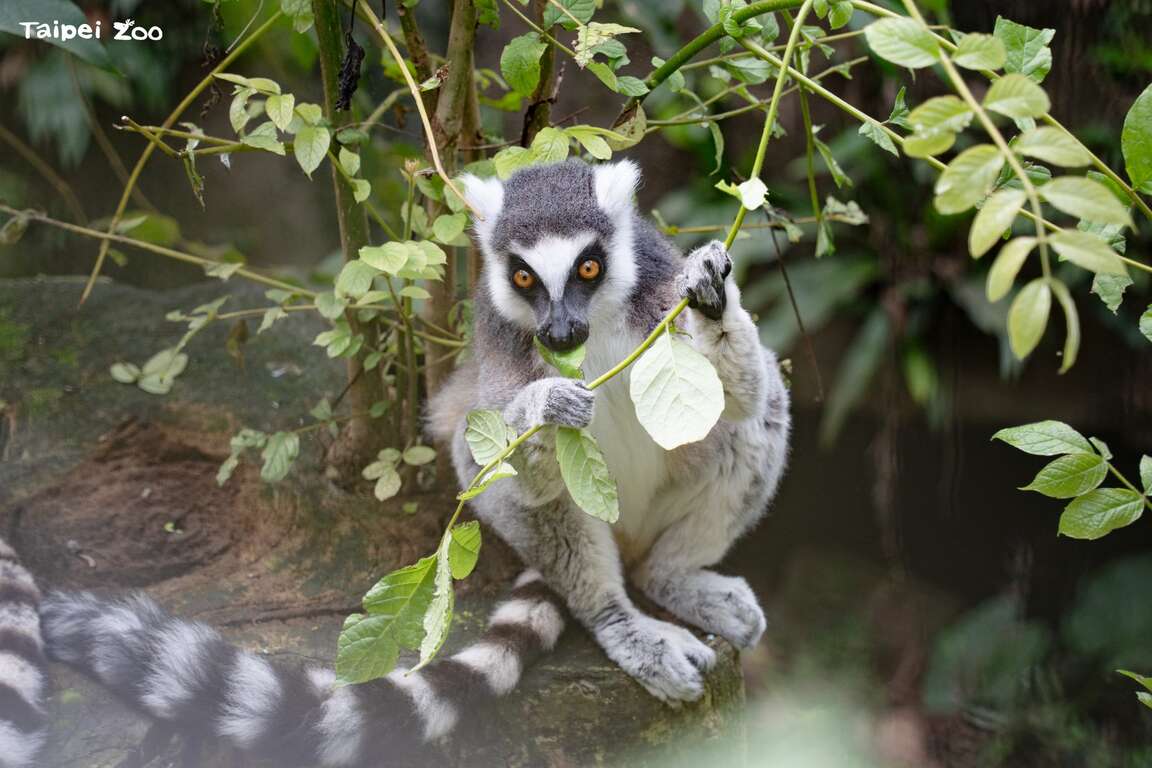 臺北市立動物園6月22日至7月1日不對外開放,如有遊園規劃請記得避開這段期間。（圖片來源：臺北市立動物園）