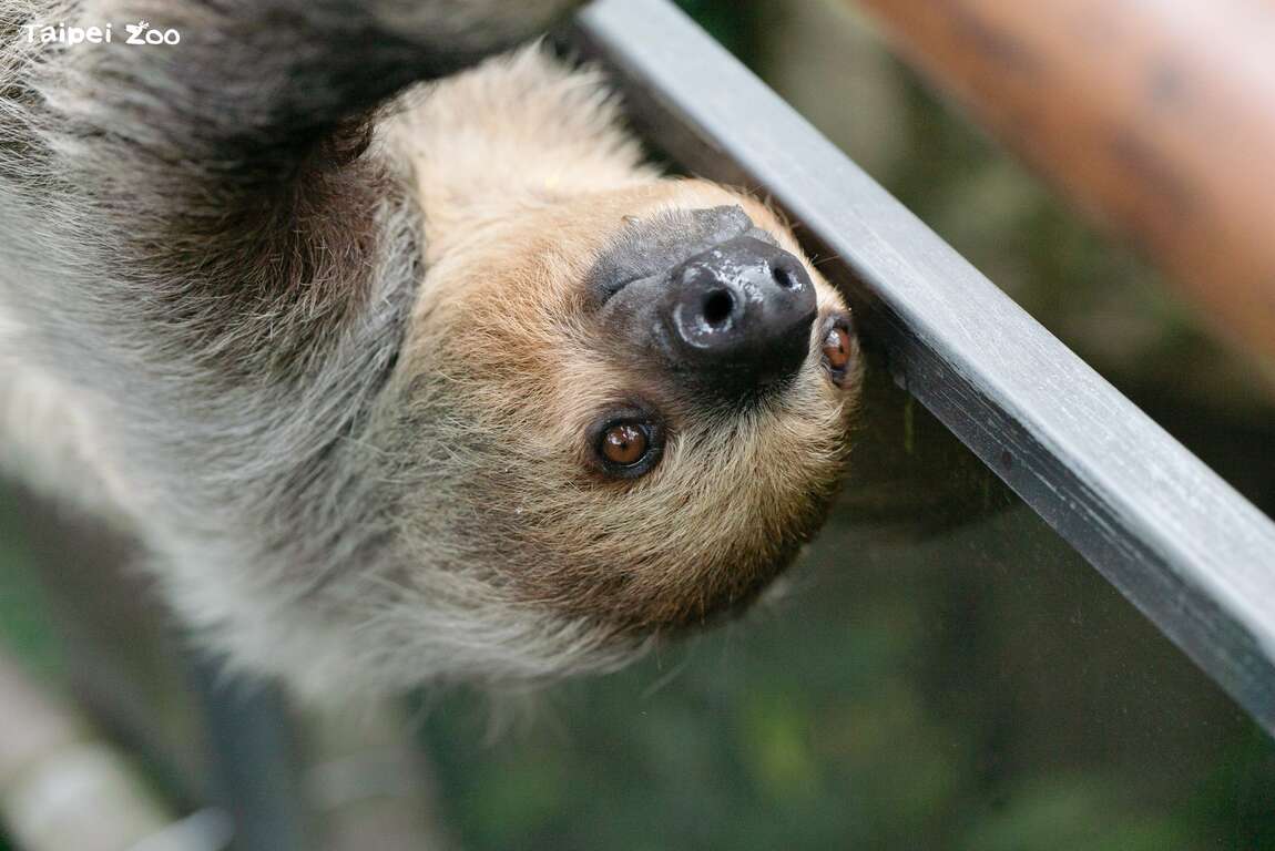 Taipei Zoo to Close to the Public from June 22 to