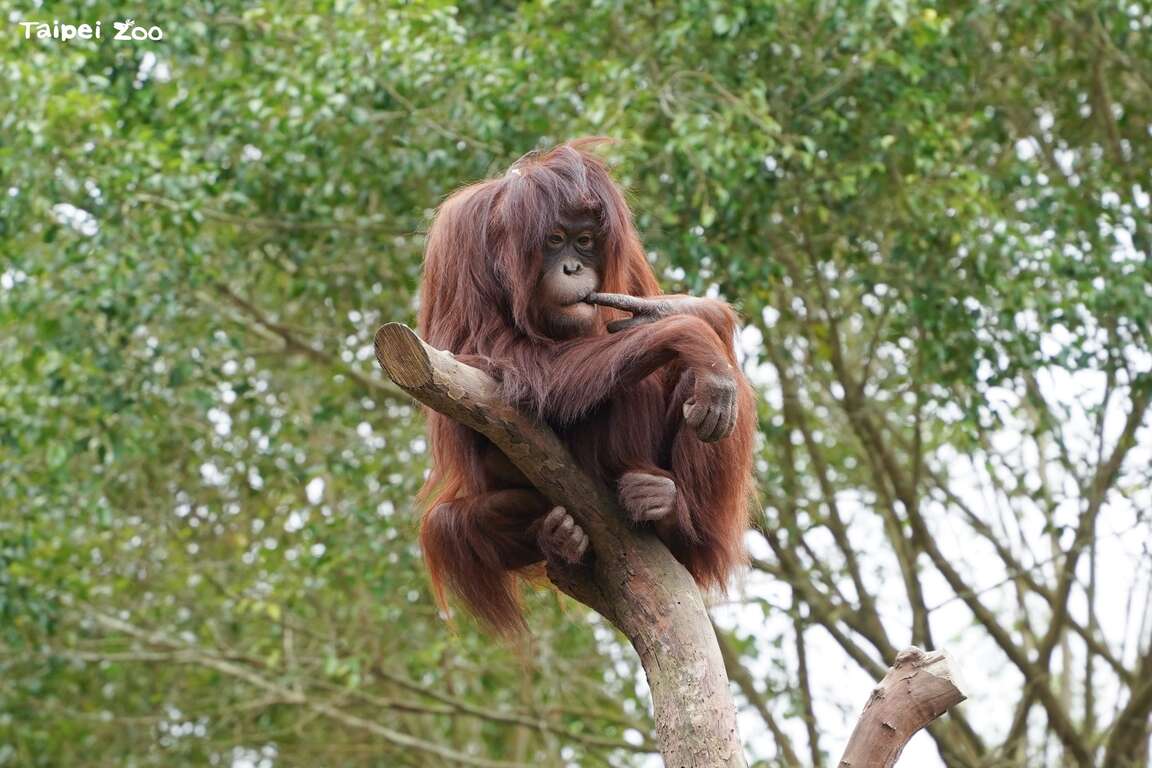 Taipei Zoo to Close to the Public from June 22 to