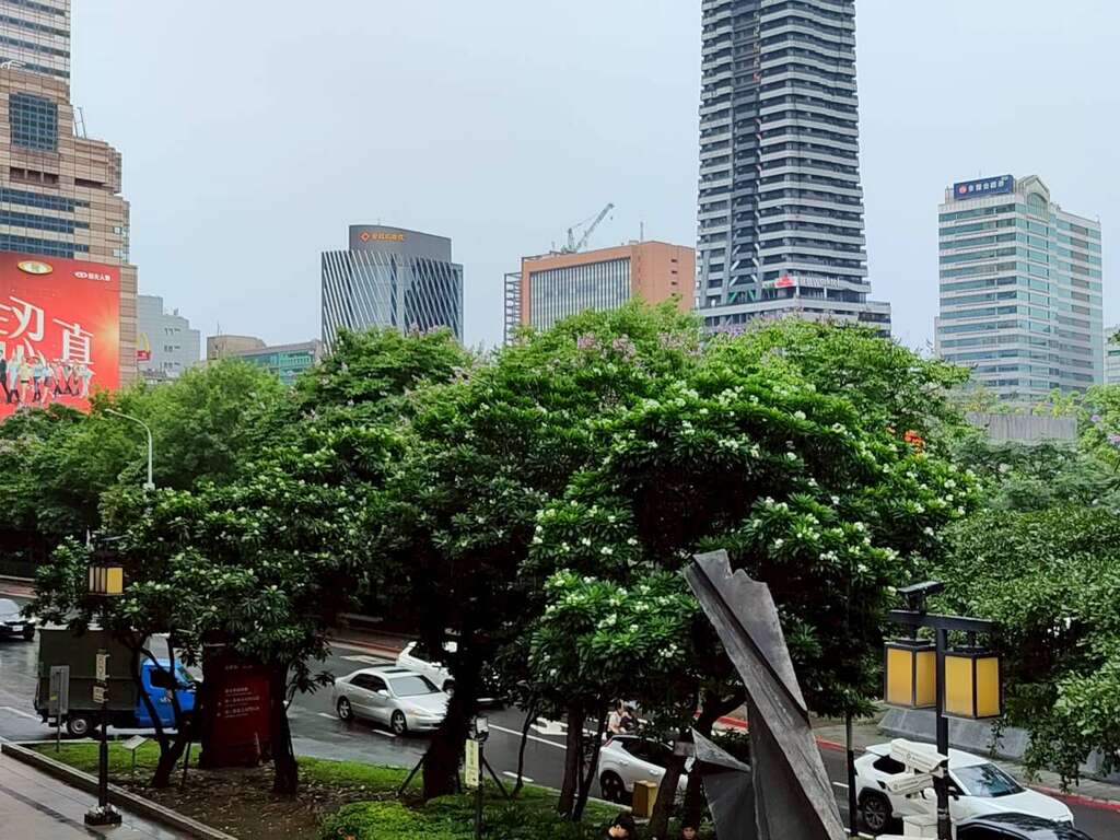 台北车站北侧临市民大道一段绿带的海檬果已进入盛花期（图片来源：台北市政府工务局公园路灯工程管理处）