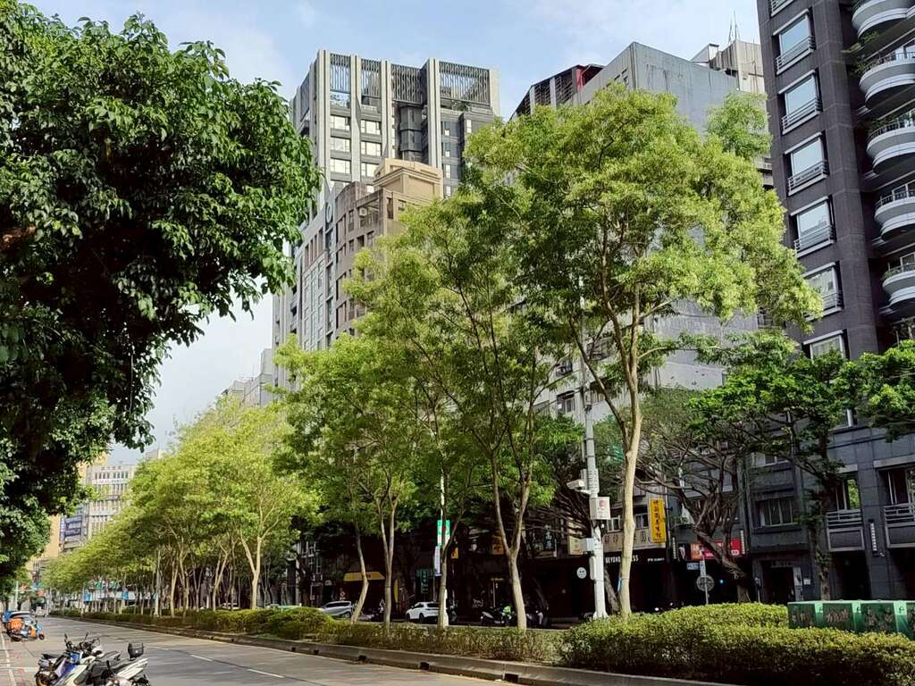 信义区光腊树盛花目前已到结果期（图片来源：台北市政府工务局公园路灯工程管理处）