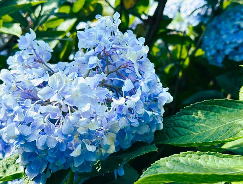 Head Up to Zhuzihu for Hydrangea Viewing