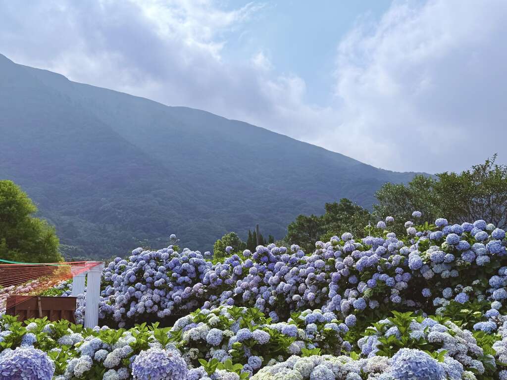 Head Up to Zhuzihu for Hydrangea Viewing