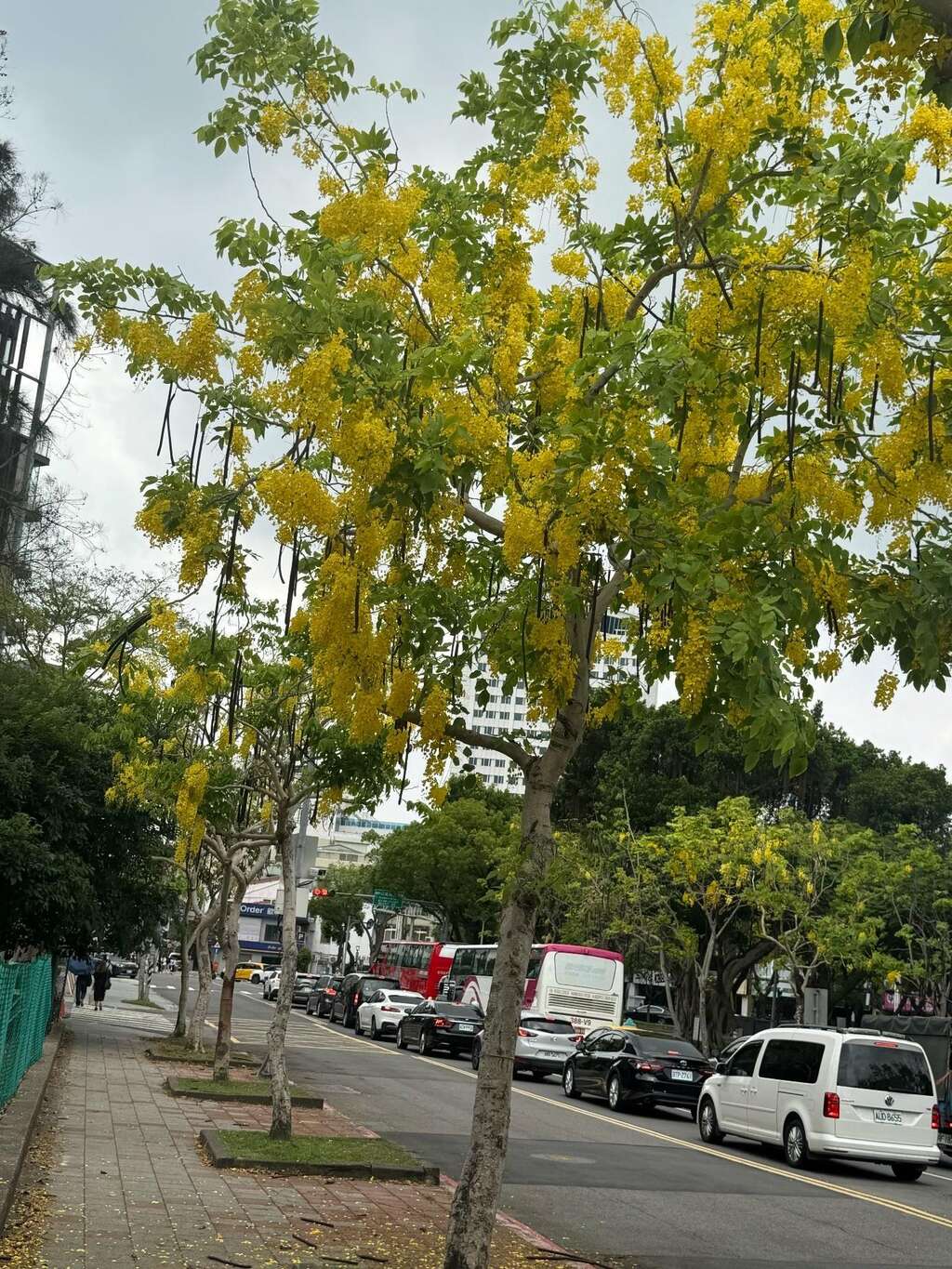 A Poem Written for the City in Summer: Golden Show