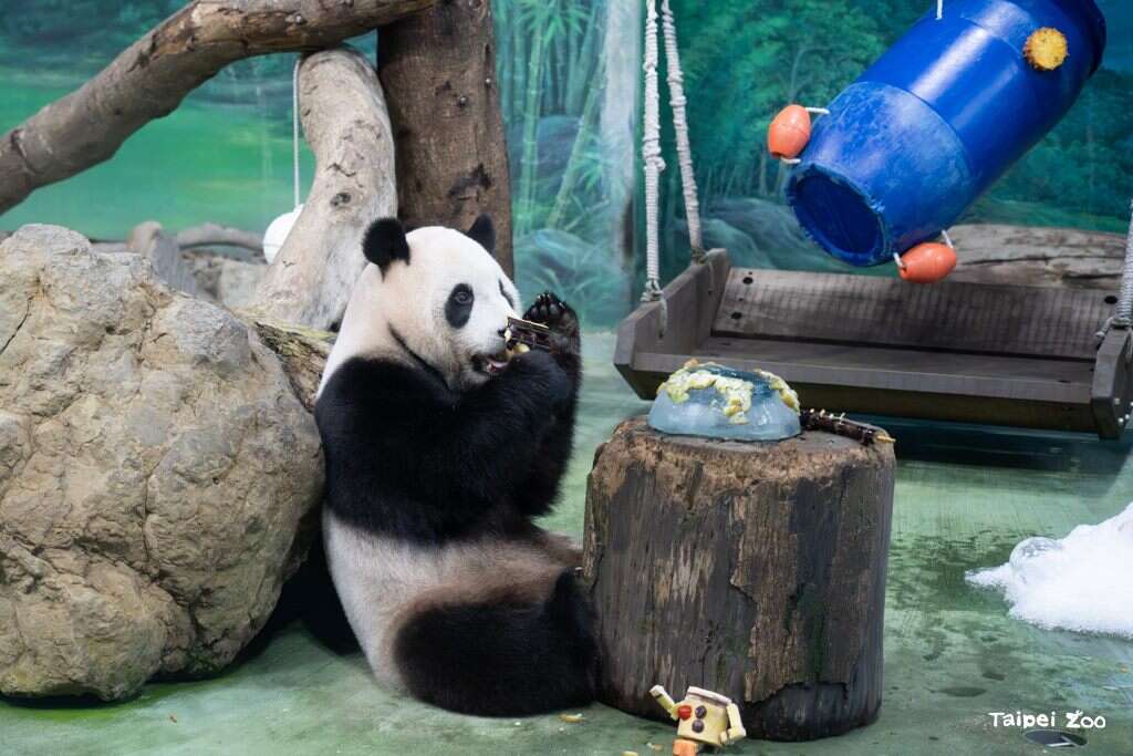 這次的造形蛋糕使用大量水果,圓實正吃著排成6歲圖案的旗子。（圖片來源：臺北市立動物園）