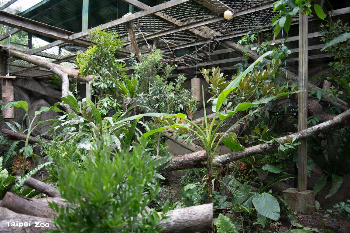 臺灣動物區雲豹活動場改變原有的棲木配置,增加複雜活動路徑（圖片來源：臺北市立動物園）