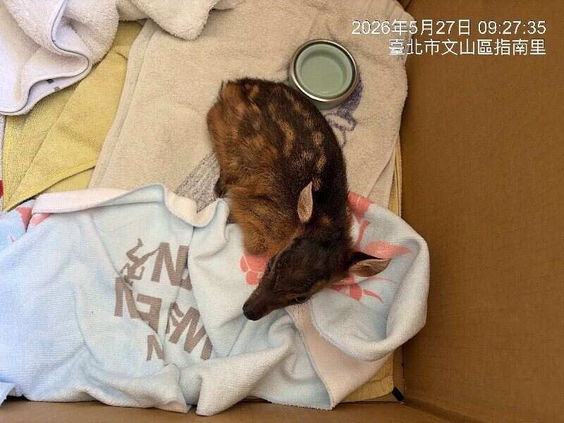 Don't Chase! Your ''Kindness'' Could Be Fatal: Young Muntjacs Wander into Taipei City