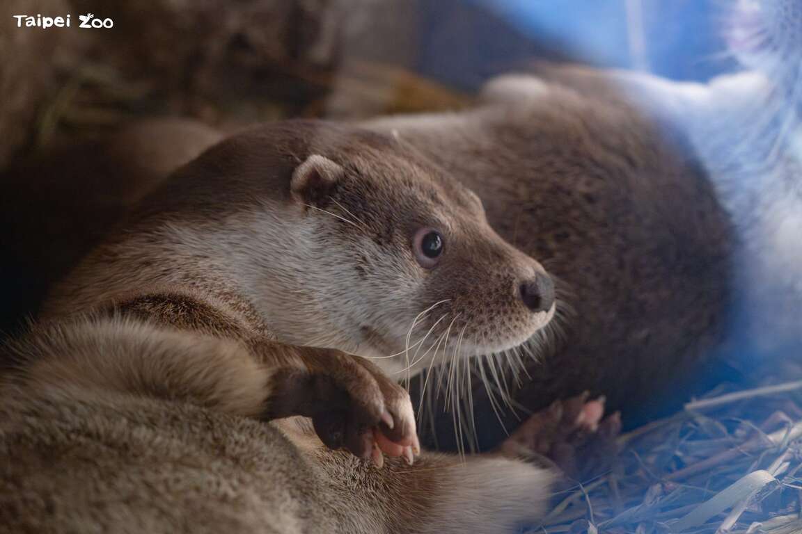 歐亞水獺是夜行性動物,通常白天會躲藏在洞穴中睡覺（圖片來源：臺北市政府工務局公園路燈工程管理處）